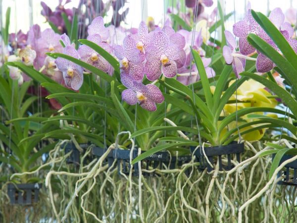 Vlastnosti hrnca Crown pre orchidey