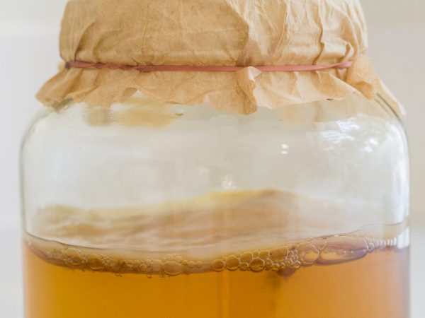Pestovanie a starostlivosť o Kombucha