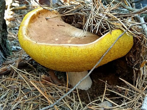 Najväčšie huby