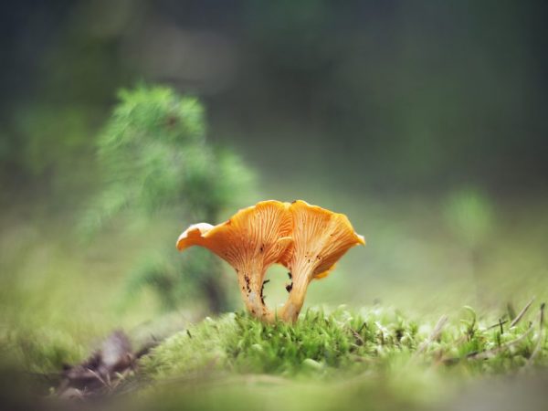 Hríb sa oplatí hľadať v ihličnatých lesoch