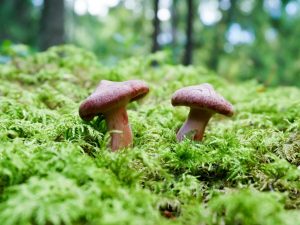 Popis čiapočiek falošného šafranového mlieka