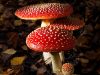 Popis huby Amanita