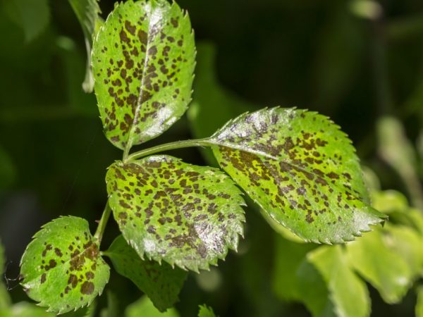 Phytophthora je spôsobená spórami húb