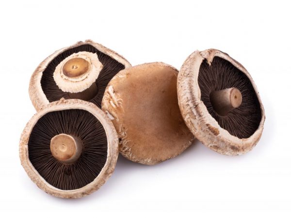 Koža neumožňuje odparovanie vlhkosti z tela huby