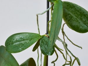 Problémy s reprodukciou orchideí