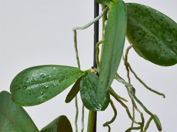Problémy s reprodukciou orchideí