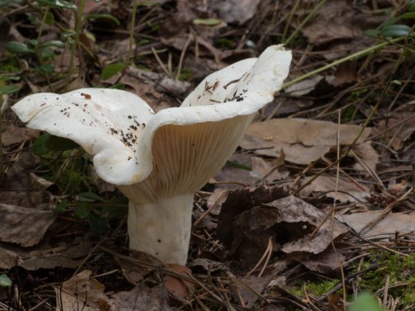 Klobúk bielej podgruzdky dorastá až do 20 cm