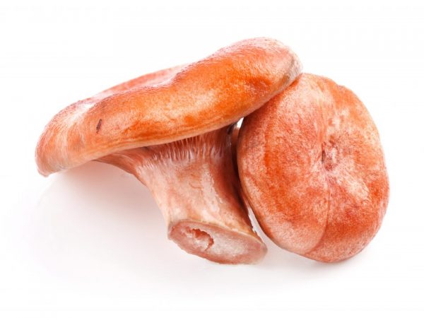 Huby sa používajú v ľudovom liečiteľstve