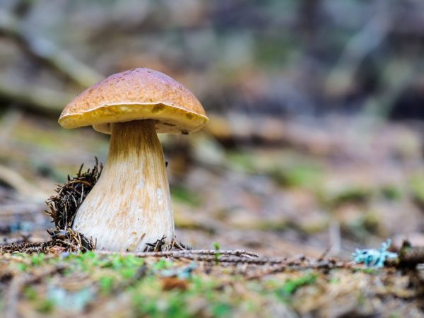 Charakteristika jedlých húb