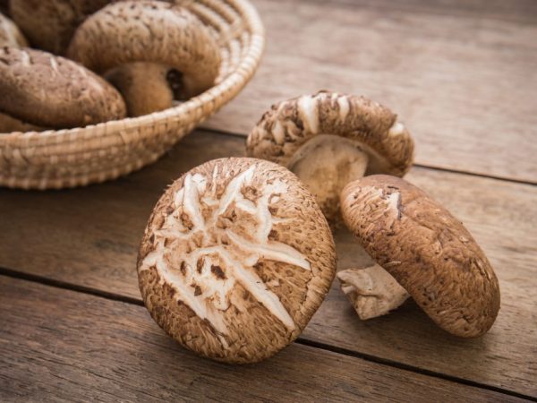 Vlastnosti húb shiitake