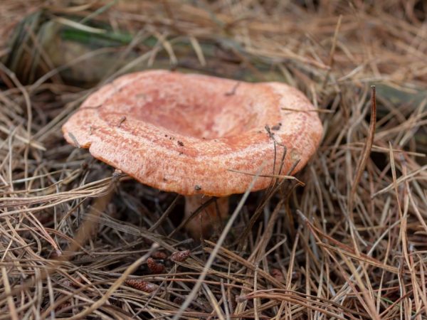 Podmienečne - jedlé huby musia byť namočené