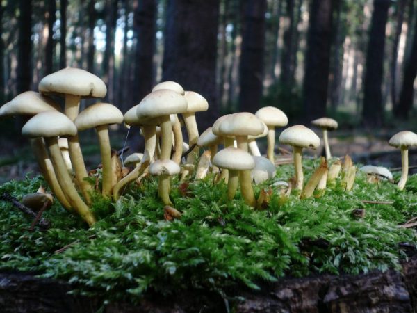 Známky otravy muchotrávkou sa začínajú objavovať po 24-48 hodinách