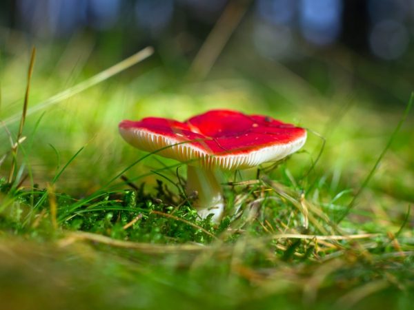 Jedovatá rusula nájdená v zmiešaných a ihličnatých lesoch