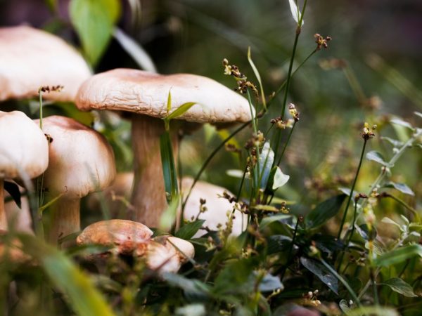 Podľa chuti sú huby rozdelené do štyroch skupín.