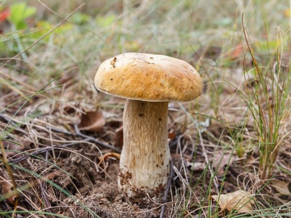 V auguste nájdete veľa druhov húb