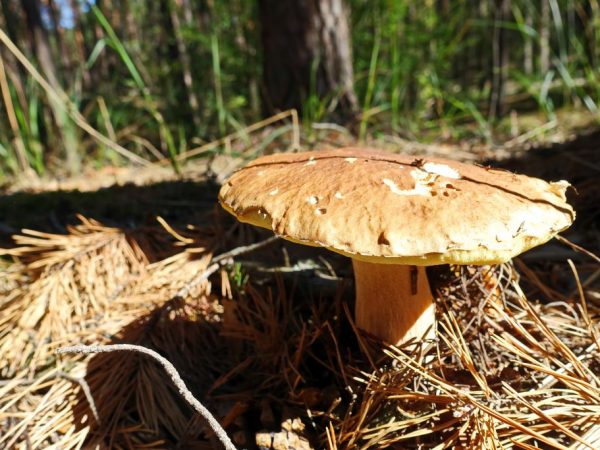 Hubová čiapka môže dorásť až do 25 cm