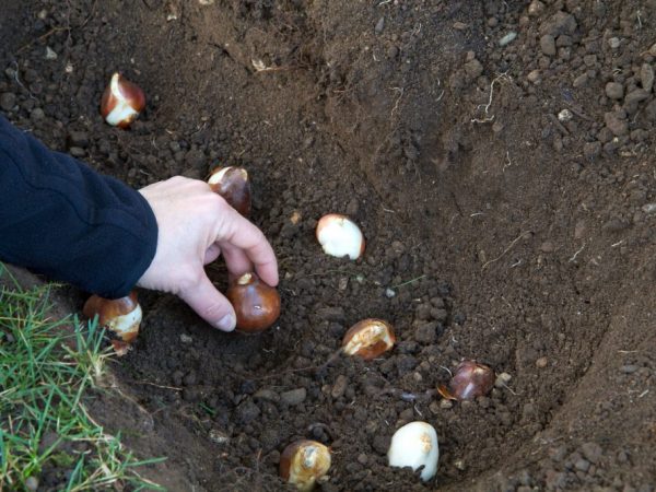 Výsadba tulipánov na jeseň