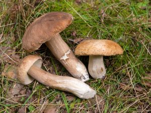 Najlepšie hubové miesta v Podolsku