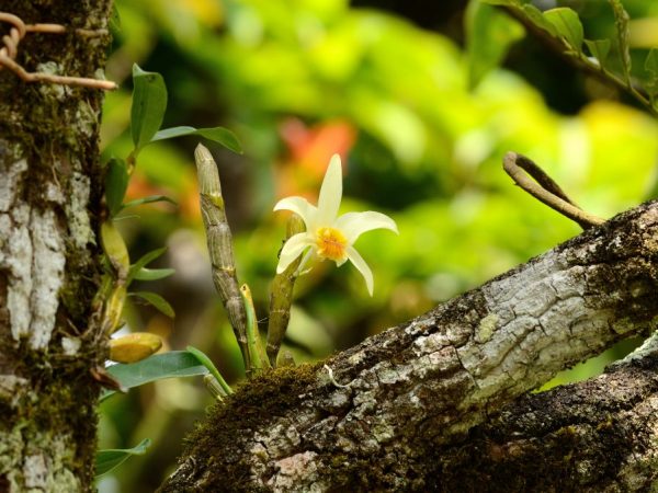 Orchidey rastú na stromoch s hrubou kôrou
