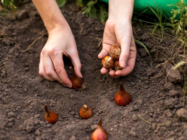 Tulipány si vyžadujú náležitú starostlivosť