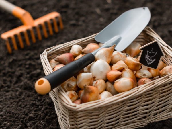 Pravidlá pre výsadbu tulipánov na jeseň v moskovskom regióne