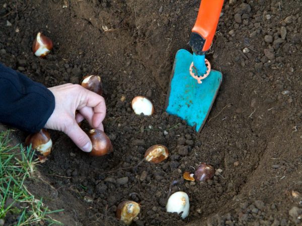Tulipány sú vysadené v teplej pôde