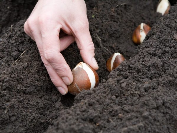 Dátumy výsadby tulipánov na Sibíri
