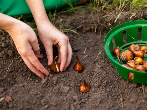 Pravidlá jesennej výsadby tulipánov v Leningradskej oblasti