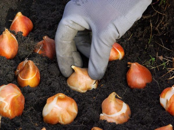 Tulipány sa odporúčajú vysádzať v polovici septembra