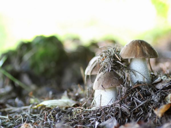 Charakteristika húb v strednom Rusku