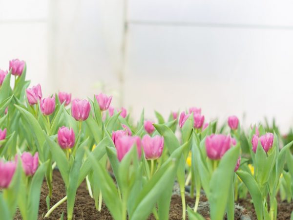 Podmienky a pravidlá presádzania tulipánov