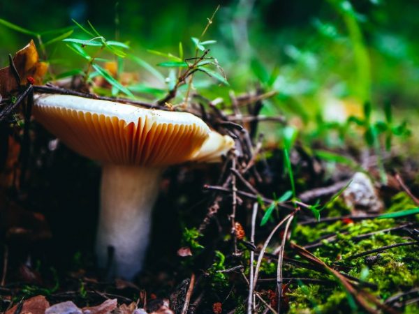 Chuvashia je bohatá na hubové miesta