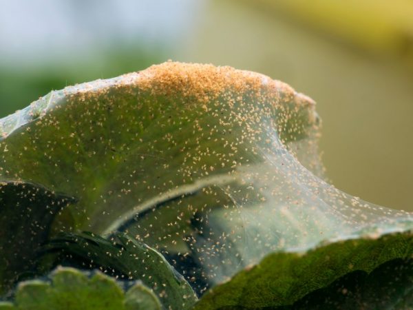 Insekticídy pomôžu zbaviť sa škodcu