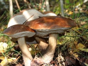 Huby Naro - Fominská oblasť