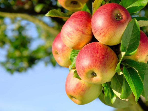 Apple pestovanie škorice pruhované