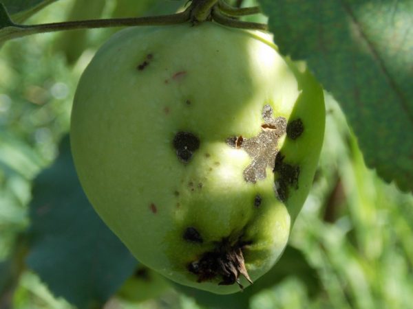 Spracovanie môže pomôcť zabrániť kontaminácii