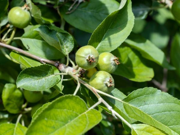 Prevencia chorôb pomôže udržať strom zdravý