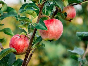 Apple rastie uralsky ružovo