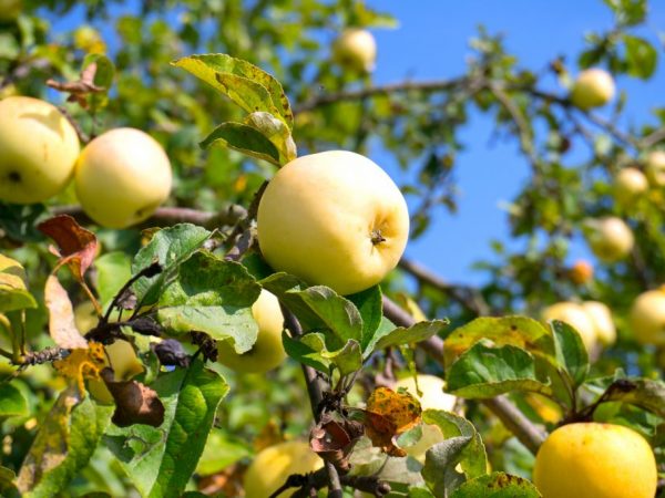 Poveternostné podmienky ovplyvňujú rast jablone