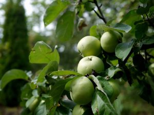 Apple odroda Arkad