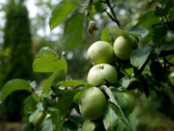 Apple odroda Arkad