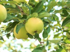 Odroda Apple Altaj Phoenix