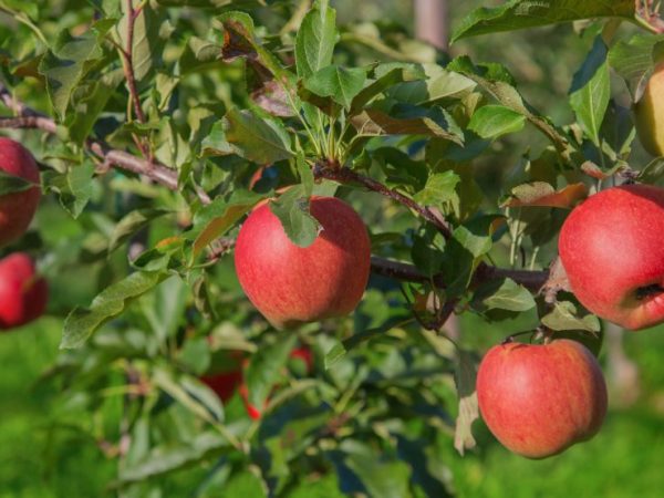 Odroda Apple Iyulskoe Chernenko