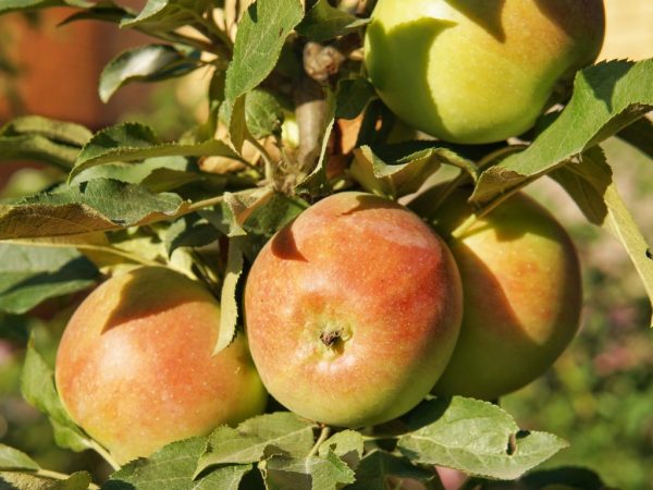 Stĺpová jablková konštelácia