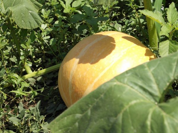 Hmotnosť ovocia môže dosiahnuť 20 kg