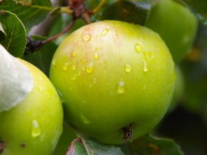 Apple rastie v marci