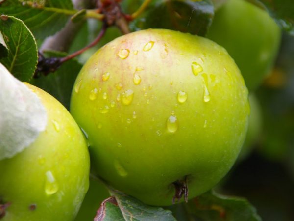 Apple rastie v marci