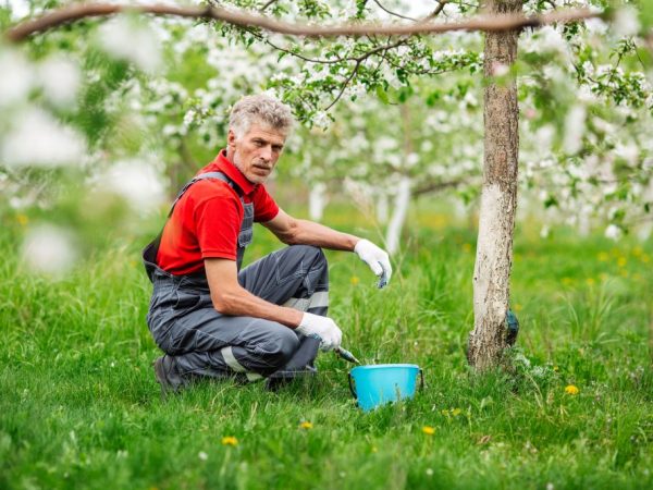 Preventívne opatrenia udržia jabloň zdravú
