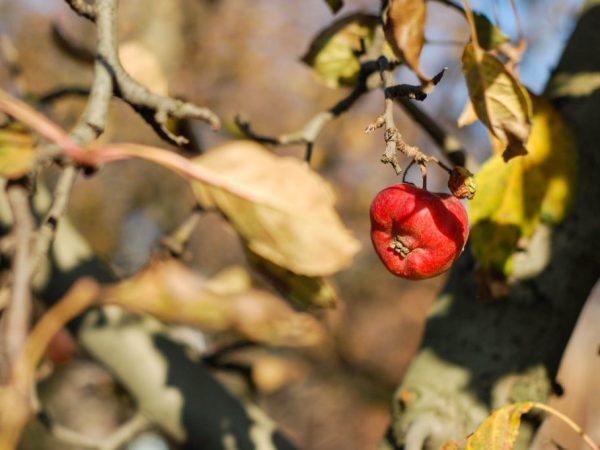Dôvody vysychania konárov a listov na jabloni