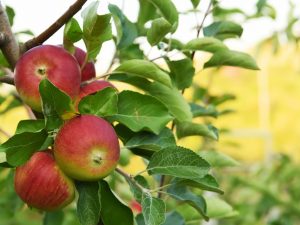 Odroda Apple Vážená
